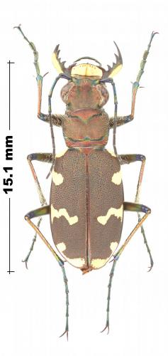 Cicindela hybrida